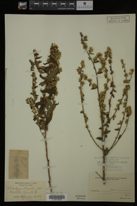Solidago bicolor image