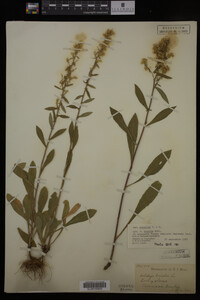 Solidago hispida image