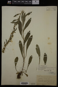 Solidago hispida image