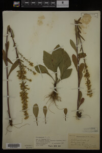 Solidago hispida image