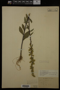 Solidago hispida image