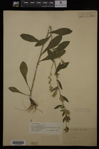 Solidago hispida image