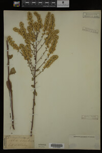 Solidago bicolor image