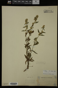 Solidago bicolor image