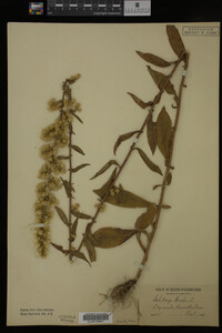 Solidago bicolor image
