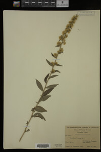 Solidago bicolor image