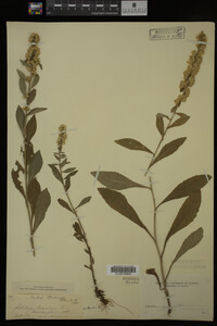 Solidago bicolor image