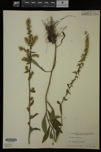 Solidago bicolor image