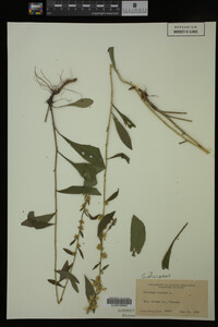 Solidago bicolor image