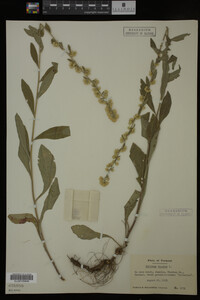 Solidago bicolor image