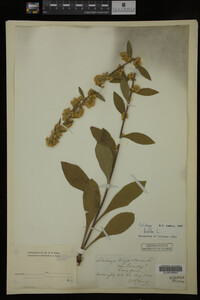 Solidago bicolor image