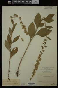 Solidago bicolor image