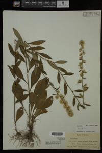 Solidago bicolor image