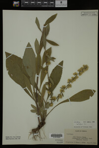 Solidago bicolor image