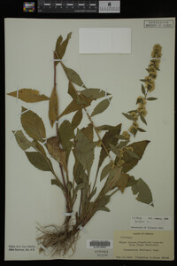 Solidago bicolor image