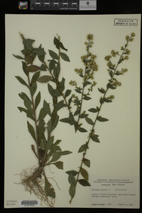 Solidago bicolor image