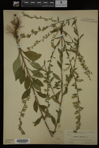 Image Associated With the Occurrence