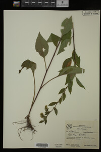 Image Associated With the Occurrence