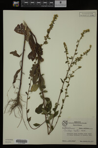 Image Associated With the Occurrence