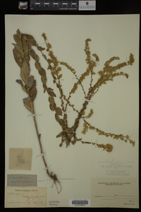 Image Associated With the Occurrence