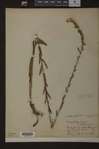 Solidago arguta image