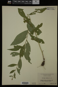 Solidago buckleyi image