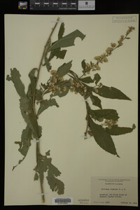 Solidago buckleyi image