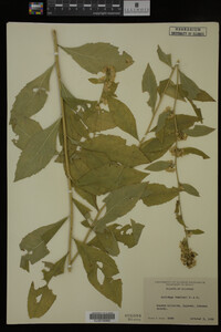 Solidago buckleyi image