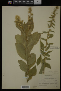 Solidago buckleyi image
