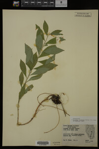 Solidago buckleyi image