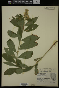 Solidago buckleyi image