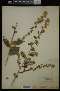Solidago buckleyi image
