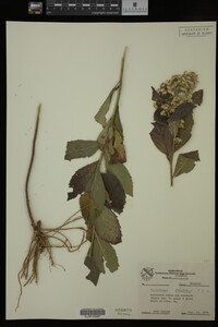 Media resource of Solidago buckleyi