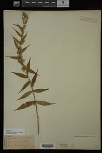 Image Associated With the Occurrence