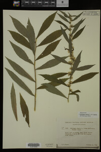 Image Associated With the Occurrence