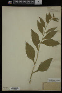 Image Associated With the Occurrence