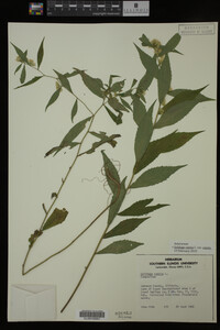 Image Associated With the Occurrence