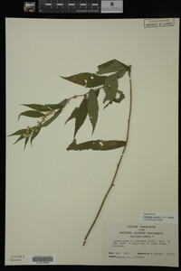 Image Associated With the Occurrence