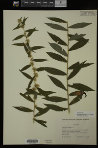 Image Associated With the Occurrence