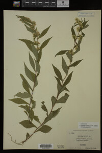 Image Associated With the Occurrence