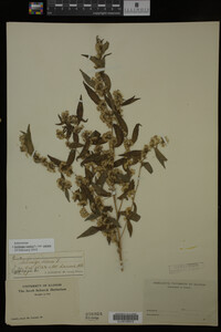 Image Associated With the Occurrence