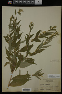 Image Associated With the Occurrence