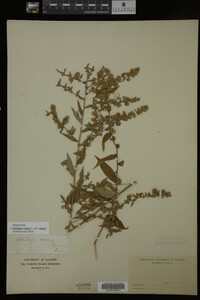 Image Associated With the Occurrence