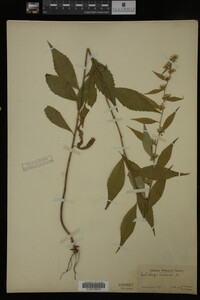 Solidago caesia image
