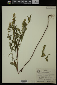 Solidago caesia image
