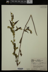 Solidago caesia image