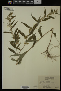 Solidago caesia image