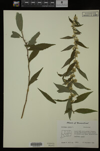 Solidago caesia image