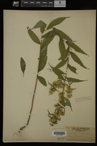 Solidago caesia image