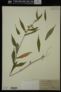 Solidago caesia image